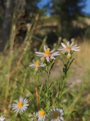 Symphyotrichum chilense
