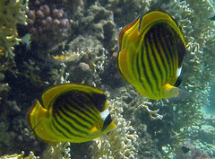 Chaetodon fasciatus