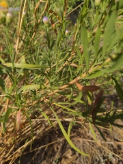 Symphyotrichum chilense