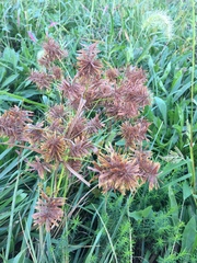 Cyperus