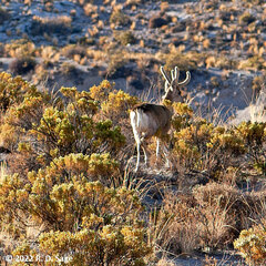 Hippocamelus antisensis