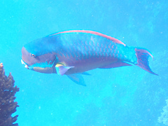 Chlorurus microrhinos