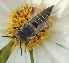 Coelioxys rufitarsis