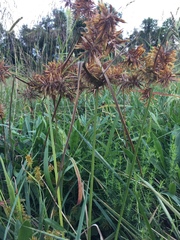 Cyperus