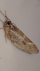 Ectropis crepuscularia