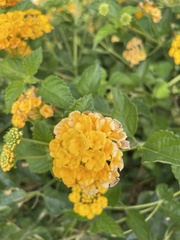Lantana