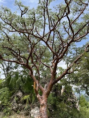 Pseudosmodingium perniciosum