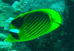 Chaetodon fasciatus