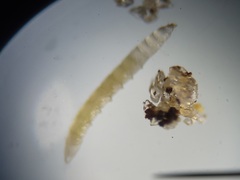 Ommatius floridensis