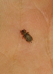 Peritelini