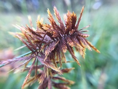 Cyperus