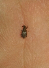 Peritelini