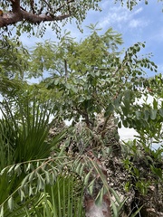 Pseudosmodingium perniciosum