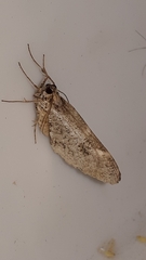 Ectropis crepuscularia