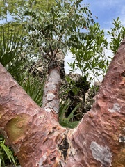 Pseudosmodingium perniciosum