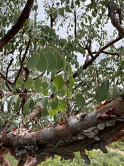 Pseudosmodingium perniciosum