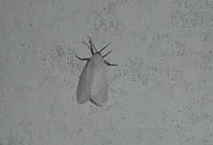 Pygarctia roseicapitis