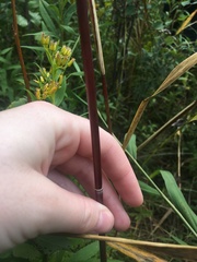 Phragmites australis americanus