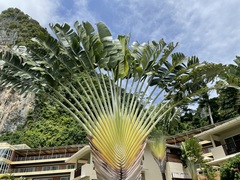 Ravenala madagascariensis