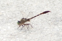Arigomphus pallidus