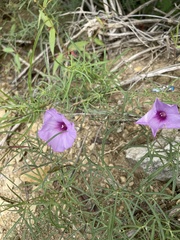 Ipomoea ternifolia ternifolia