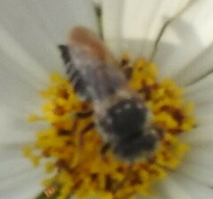 Coelioxys rufitarsis