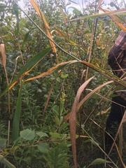 Phragmites australis americanus