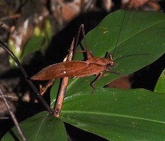 Mecopoda