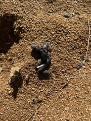 Urocyon cinereoargenteus