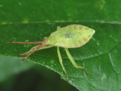 Piezogaster calcarator