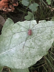 Leiobunum aldrichi