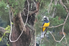Trogon caligatus