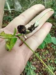 Heraclides cresphontes