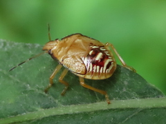 Podisus maculiventris