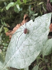 Leiobunum aldrichi