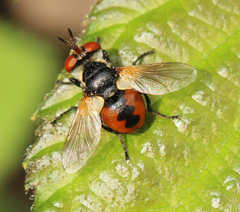 Gymnosoma