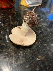 Stropharia coronilla