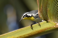 Setophaga dominica