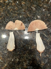 Stropharia coronilla