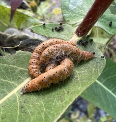 Saucrobotys futilalis