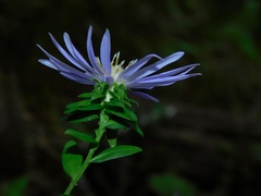 Symphyotrichum retroflexum