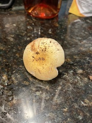 Stropharia coronilla