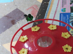 Anthracothorax nigricollis