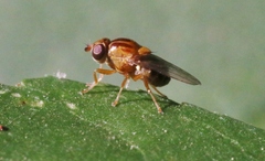 Thaumatomyia rubida