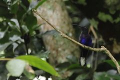 Campylopterus hemileucurus