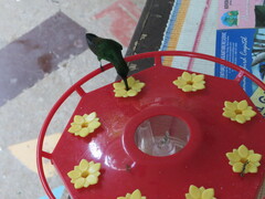 Anthracothorax nigricollis