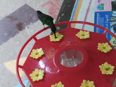 Anthracothorax nigricollis