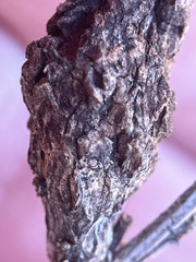 Gnorimoschema baccharisella