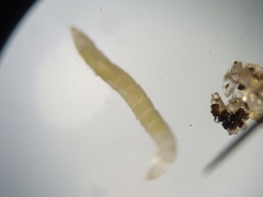 Ommatius floridensis