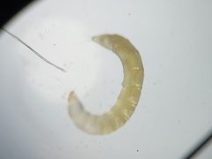 Ommatius floridensis